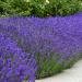 Lavender English Flowers