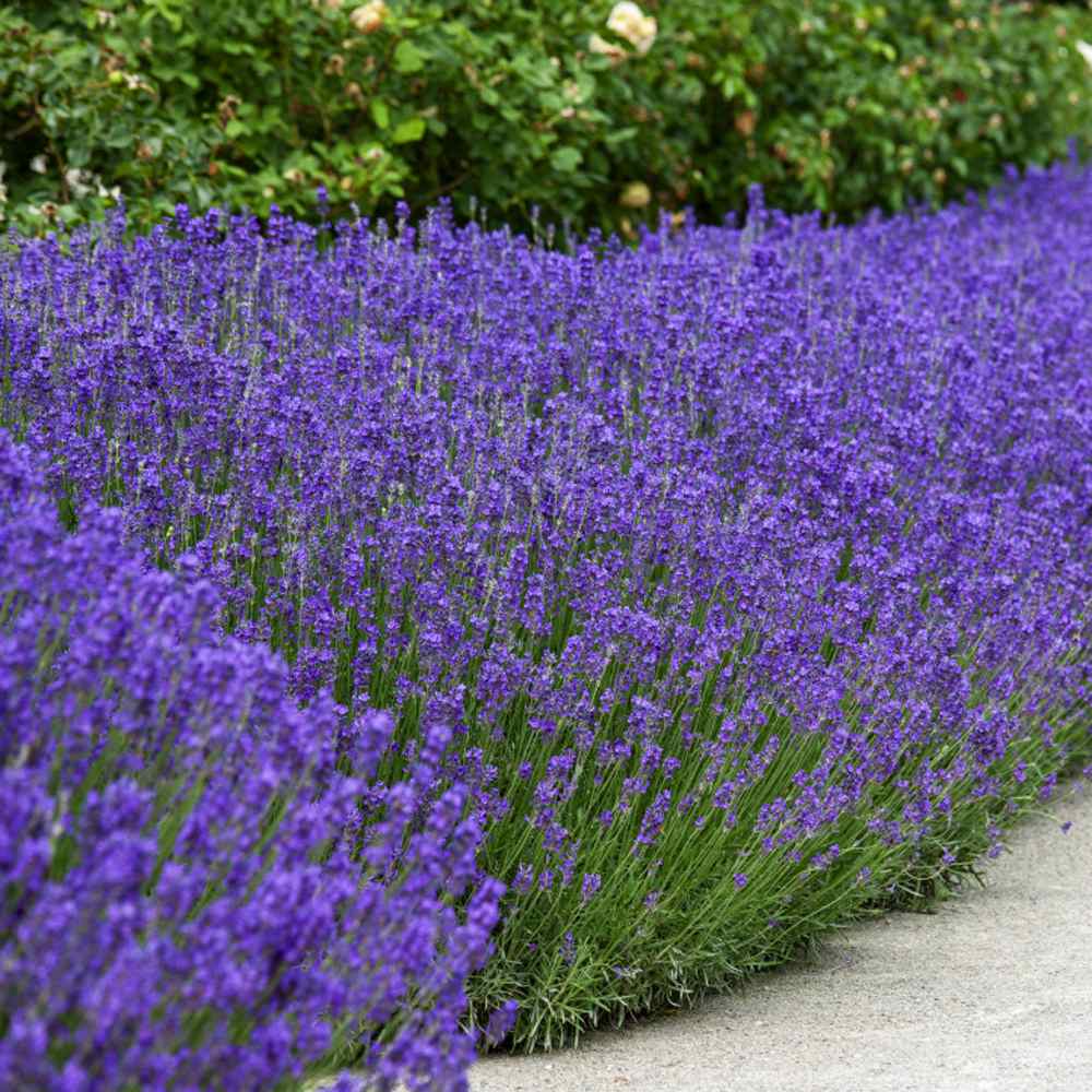 English Lavender Seeds, Lavandula angustifolia Great Lavender for Dried  Flowers
