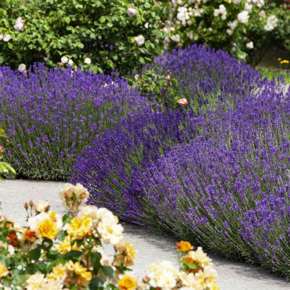 English Lavender Seeds, Lavandula angustifolia Great Lavender for Dried  Flowers