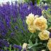 Perennial Lavandula Angustifolia