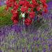 Lavender English Vera Flowers