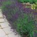 Lavandula Angustifolia Hidcote Blue Herb