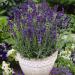 Lavandula Angustifolia Hidcote Blue Plants