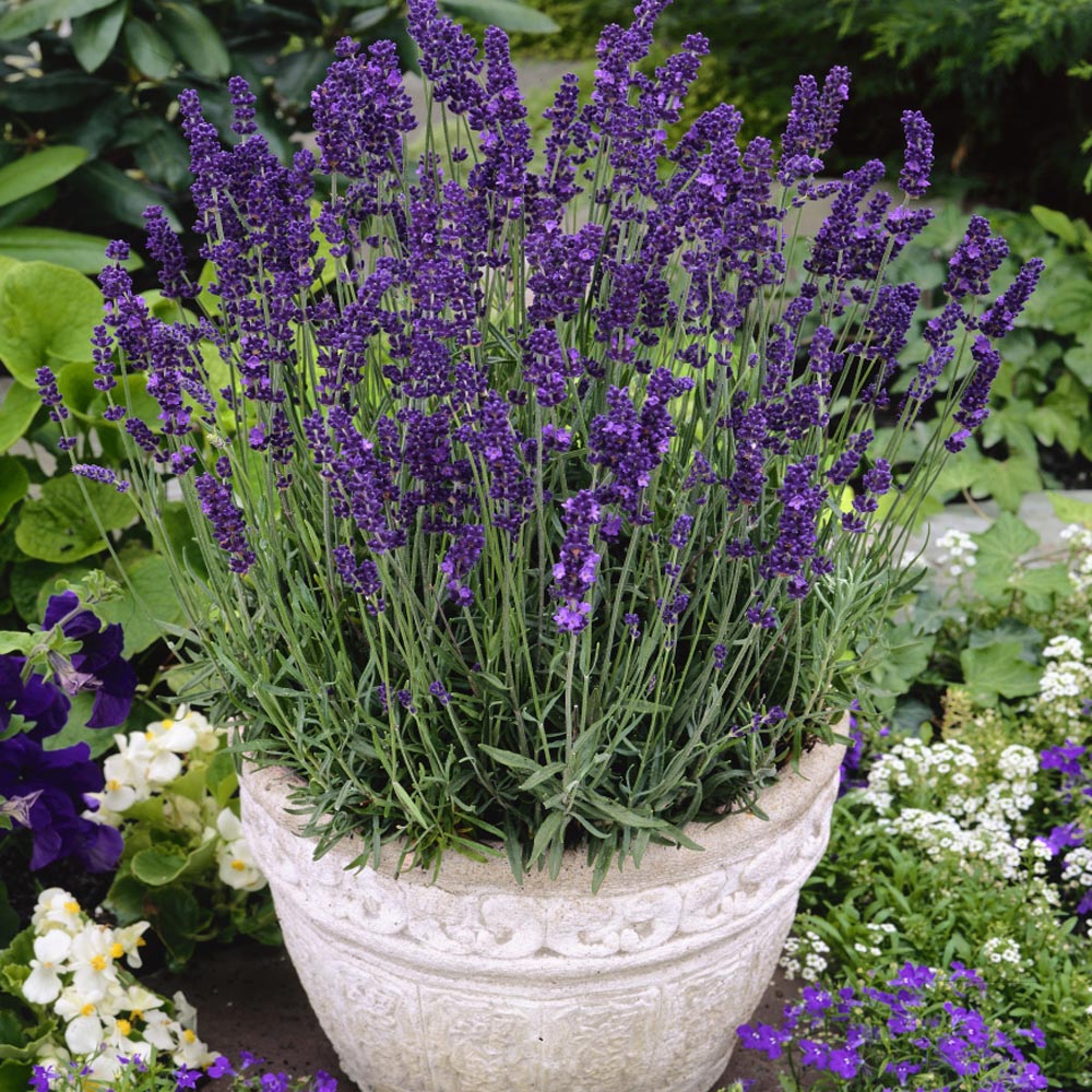 Lavender Hidcote Drought Tolerant Herb Garden Plants For Xeriscaping