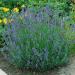 Lavandula Angustifolia Munstead Herb Seed