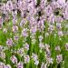 Lavender Rosea Herb Plants