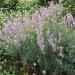 Lavender Rosea Plants