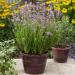 Lavender Rosea Pink Flowering Plants