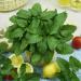 Lemon Balm Herb