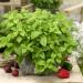 Melissa Officinalis Lemon Balm Plants