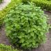 Melissa Officinalis Lemon Balm Herb