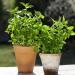 Lemon Basil Herb