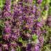 lemon bee balm flowers