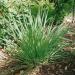 Cymbopogon Flexuosus Grass Plant
