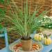 Cymbopogon Lemon Grass