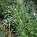 Cymbopogon Citratus Lemon Grass