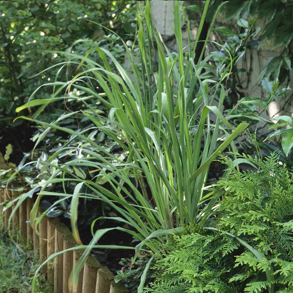 Lemon Grass - Cymbopogon Citratus – Wellspring Gardens