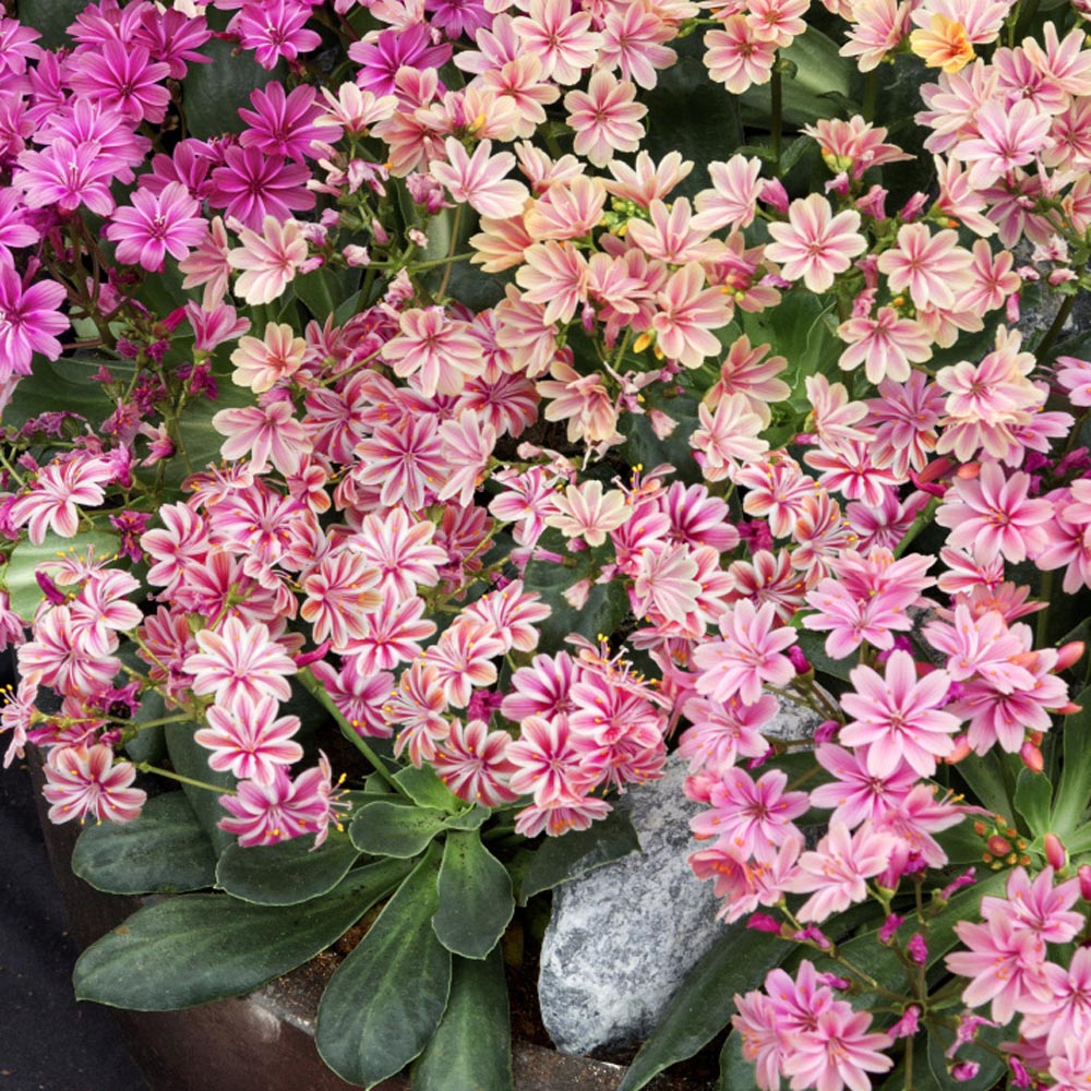 Lewisia Elise Container Mix