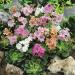 Lewisia Sunset Flower Seeds