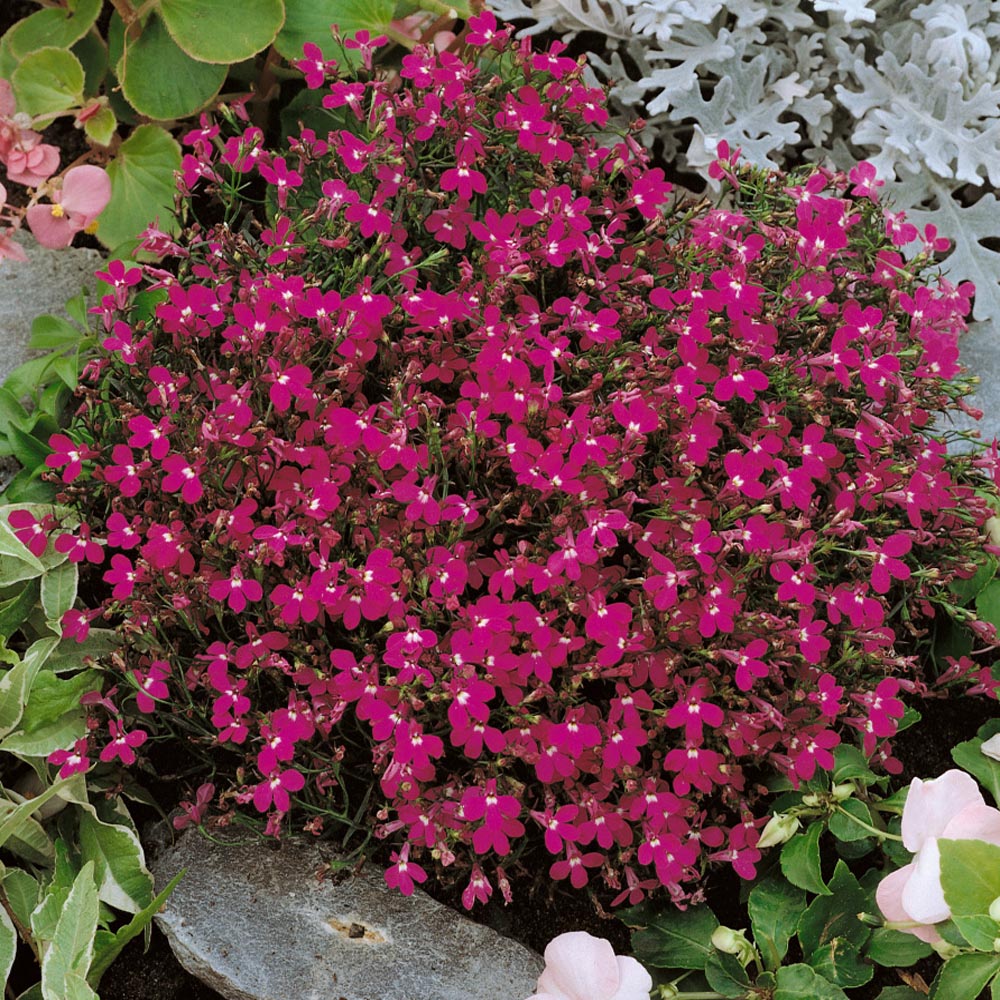 Lobelia Rosamond Container Plants