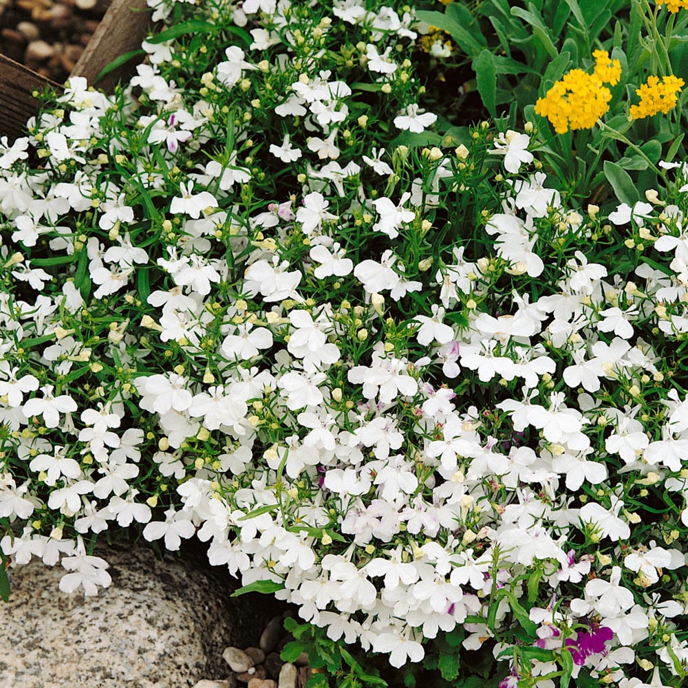 Lobelia White Flowering Plants