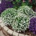 Lobelia White Container Plants