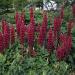 Lupine My Castle Red Wildflowers