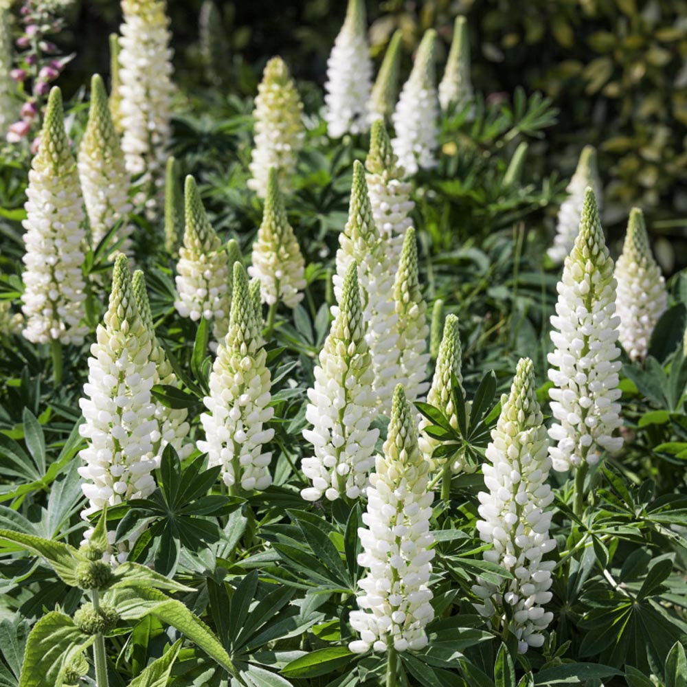 Lupine Noble Maiden Flower Seeds 30+Seeds Lupinus Polyphyllus 