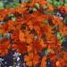 Lychnis Arkwrightii Flowering Plant