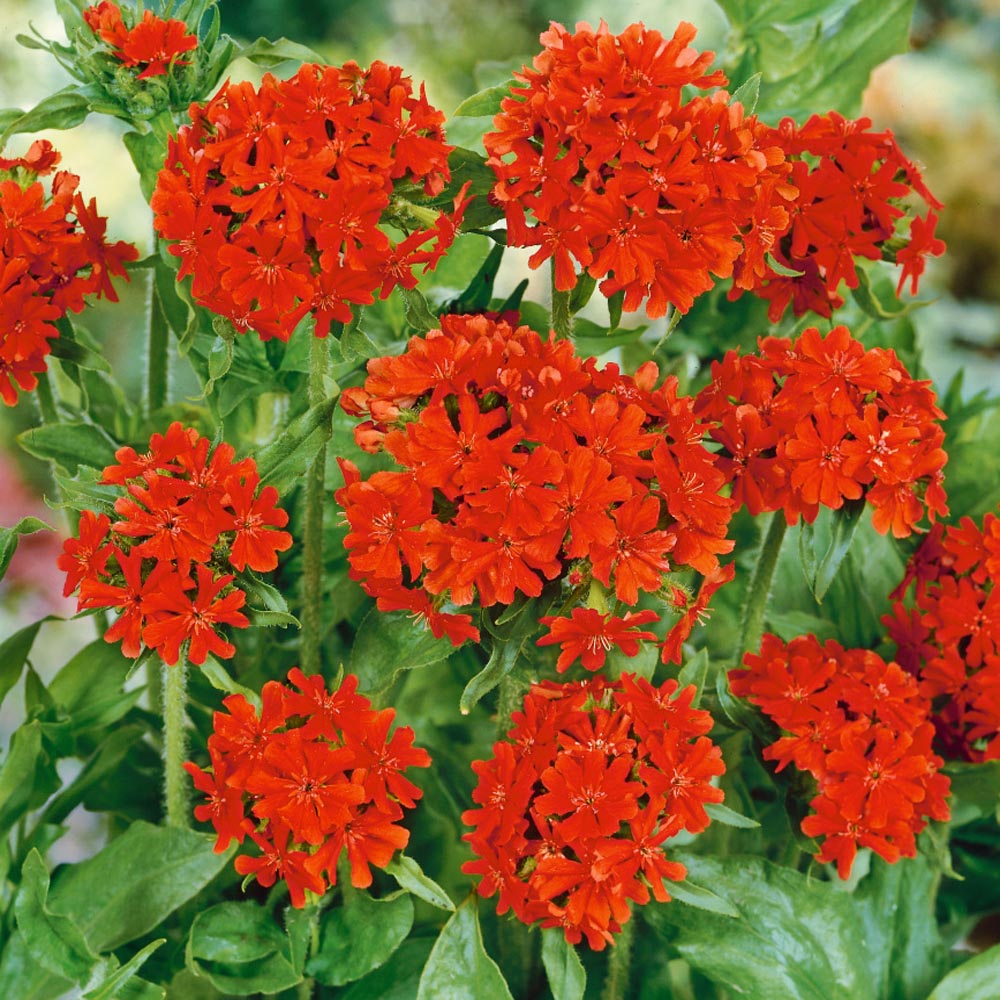 Lychnis Chalcedonica Orange Flowers