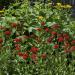 Lychnis Chalcedonica Cottage Garden