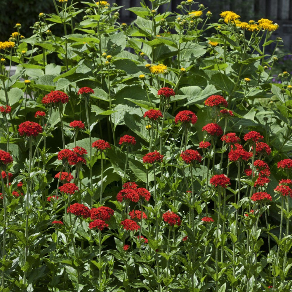 Lychnis Chalcedonica Cottage Garden