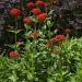 Lychnis Chalcedonica Flower Garden