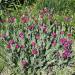 Lychnis Coronaria Garden Flowers