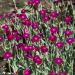 Pink Rose Campion Flowers