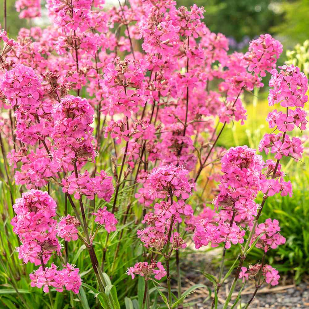 Lychnis Viscaria Rosett Flowers