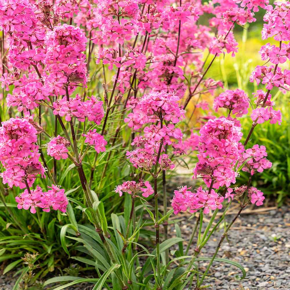 Lychnis Pink Flowers