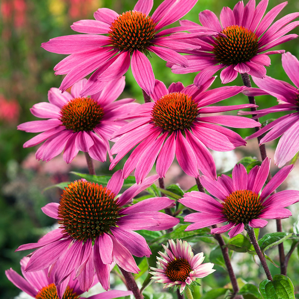 Purple Coneflower Echinacea Purpurea Magnus Garden Flower With Drought