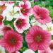 Malope Flower Seed Mix