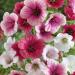 Annual Mallow Flower Mix