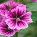 Malva sylvestris Braveheart Hollyhock Flower Seed