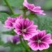 Braveheart Mallow Flower Seed