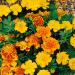 Tagetes Patula Bonanza FlowerSeed Mix