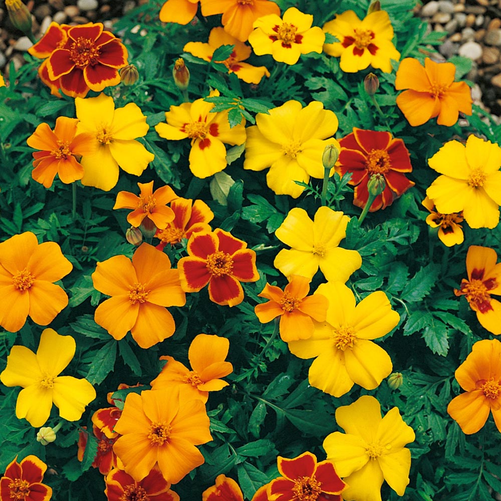 Tagetes Patula French Marigold Disco Flower Seed Mix