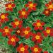 Tagetes Patula Disco Red Flower Plant