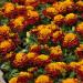 Tagetes Patula Hot Pak Garden Flowers