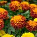 French Marigold Harmony Garden Flowers