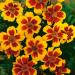 French Tagestes Marigold Flower