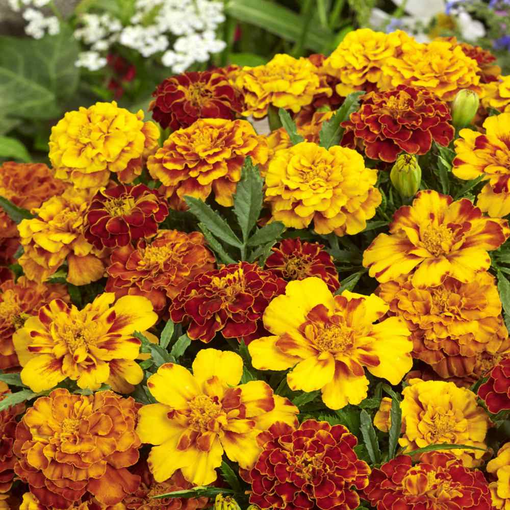 Annual Marigold Mix Flower Seed