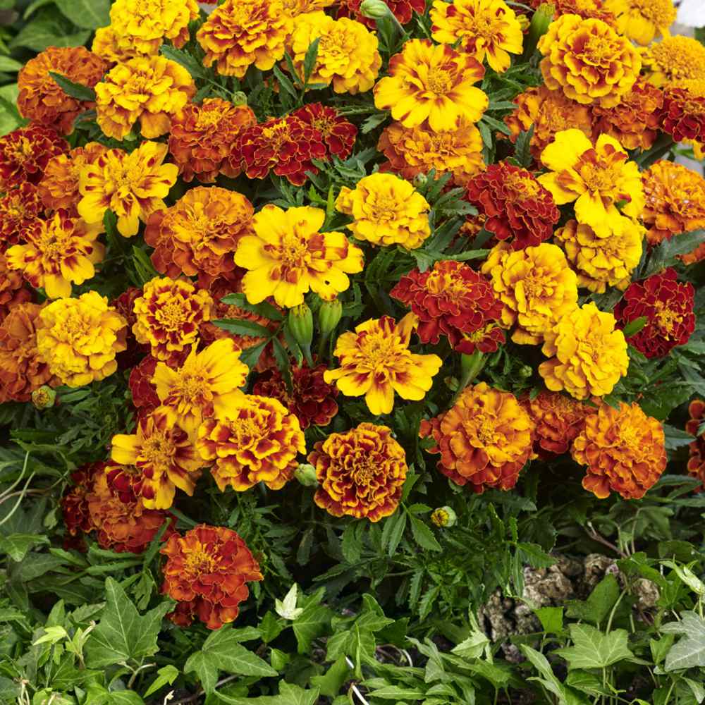 Tagetes Patula Flower Mix